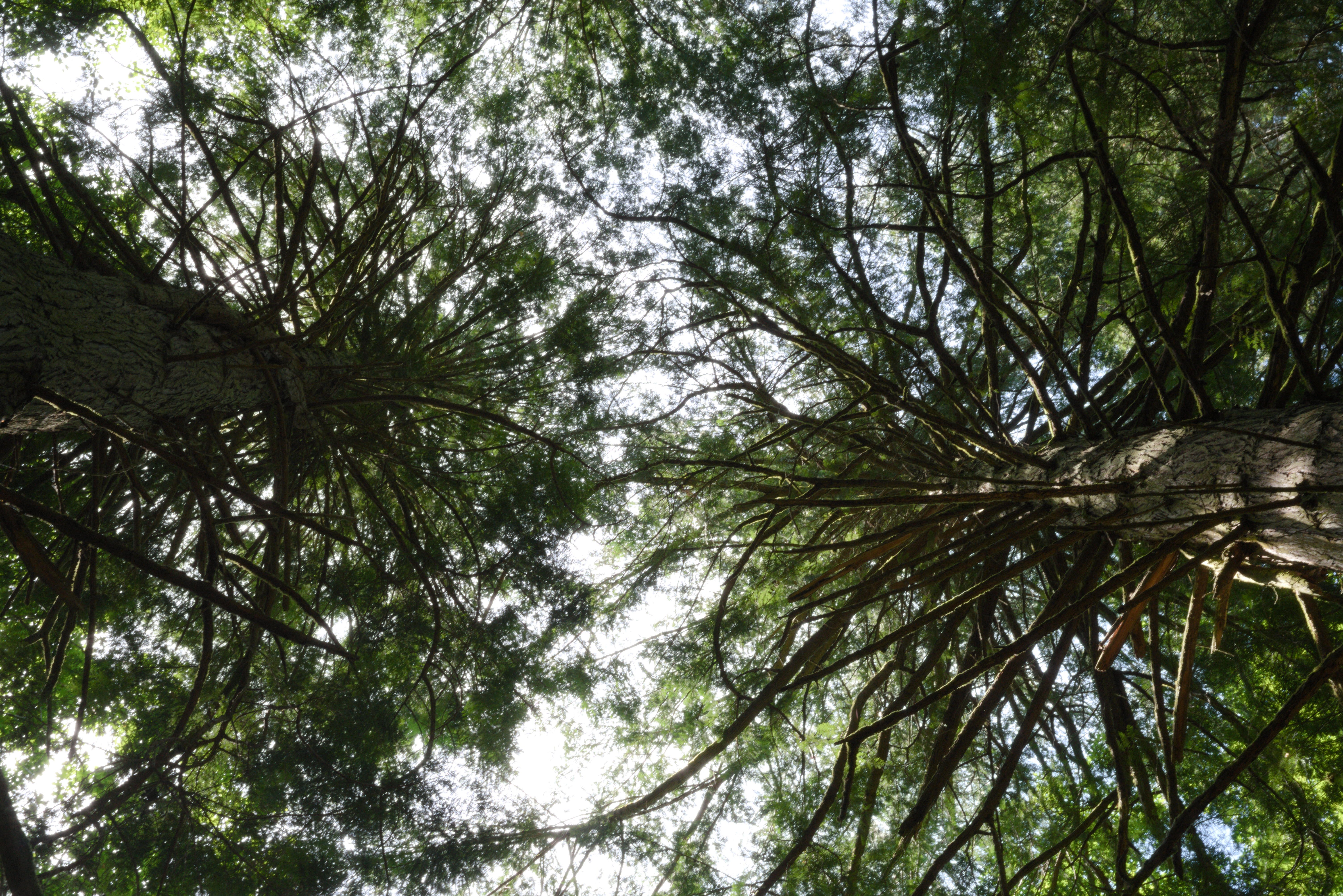 looking up through the forest canopy