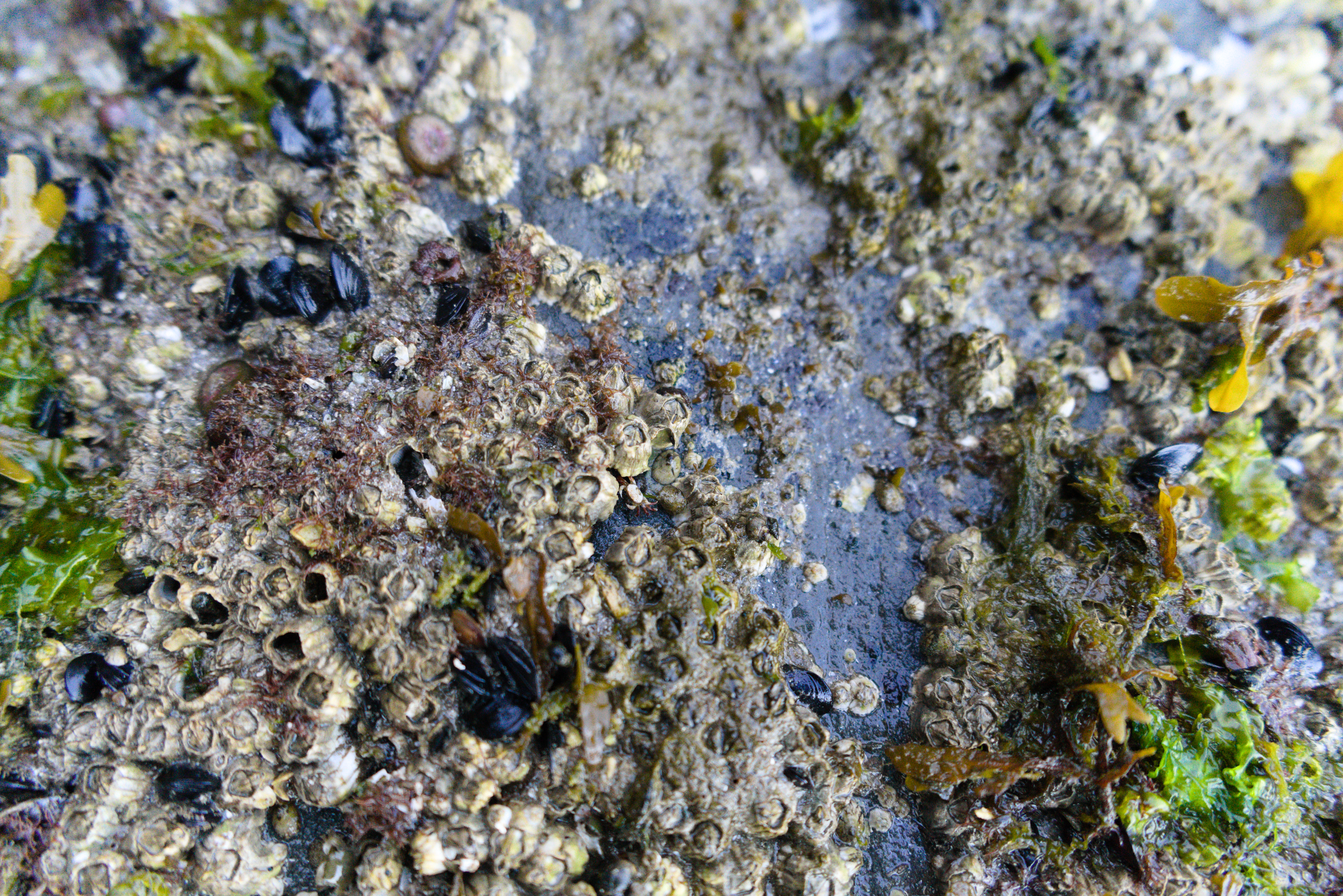 a close up of a rock with a little crab hiding in the barnacles